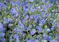 germander speedwell, سیزاب بلوطی